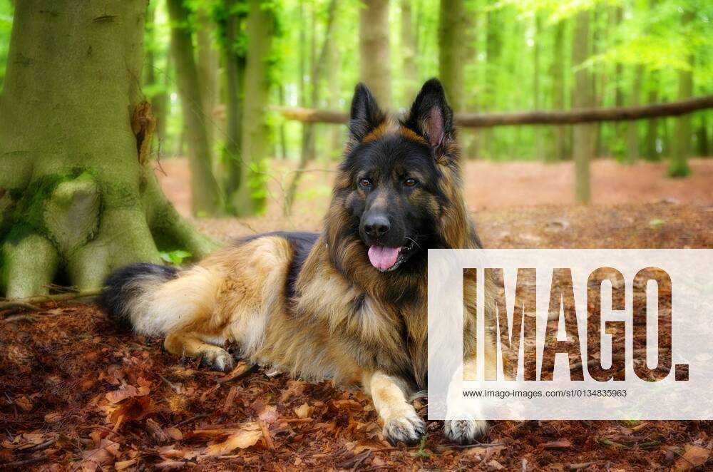 Schäferhund,deutscher schäferhund,hund,hunde,schäferhunde,deutsche schäferhunde