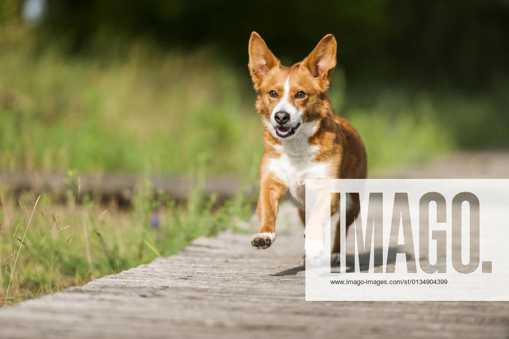 Auslauf,welsh corgi pembroke