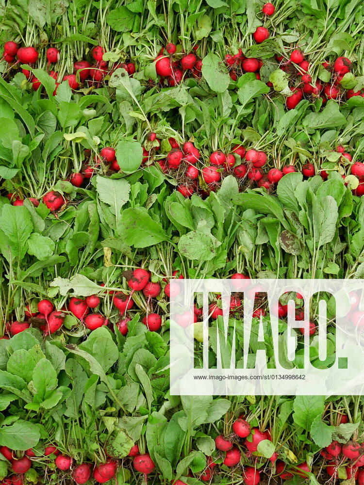 IMAGO Creative, Sommer, Food, Radieschen radieschen,ernte,ernten