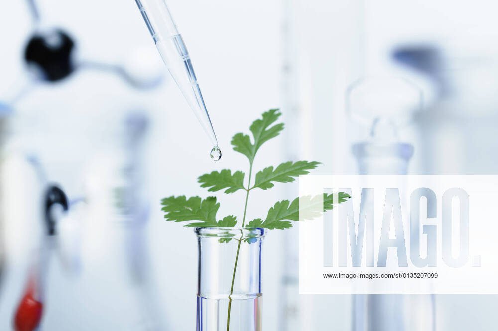 IMAGO Creative: Klimawandel - Zukunft und Innovation Biotechnology research. A precision micropipette is used to transfer a small amount of liquid to a test tube with a green leaf. Out-of-focus laboratory glassware, 23.06.2016,