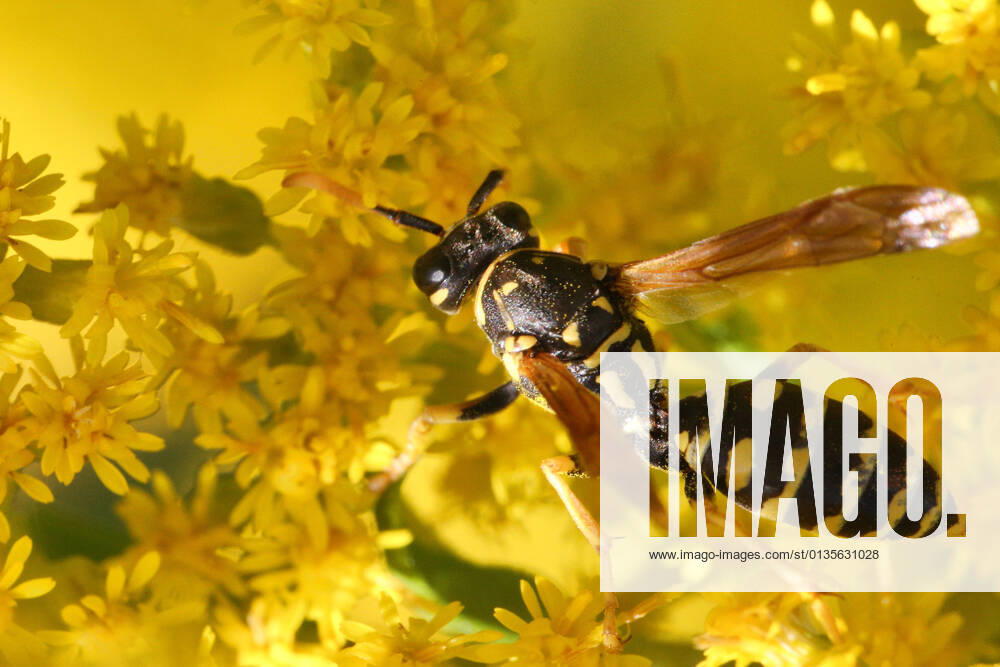 European Paper Wasp European paper wasp (Polistes dominula) on flowers in Toronto, Ontario, Canada, on September 11, 2021. Toronto ONTARIO Canada friedman-european210911_npLJu