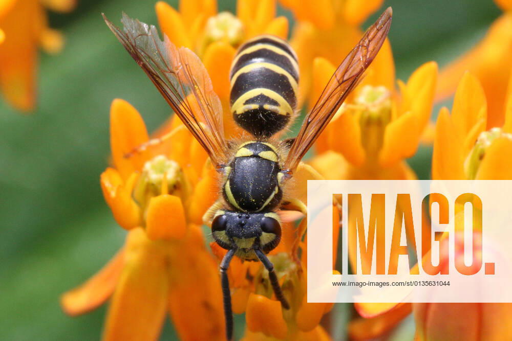 European Paper Wasp European paper wasp (Polistes dominula) on Butterfly Milkweed (asclepias tuberosa) flowers in Toronto, Ontario, Canada, on September 11, 2021. Toronto ONTARIO Canada friedman-european210911_npk6y
