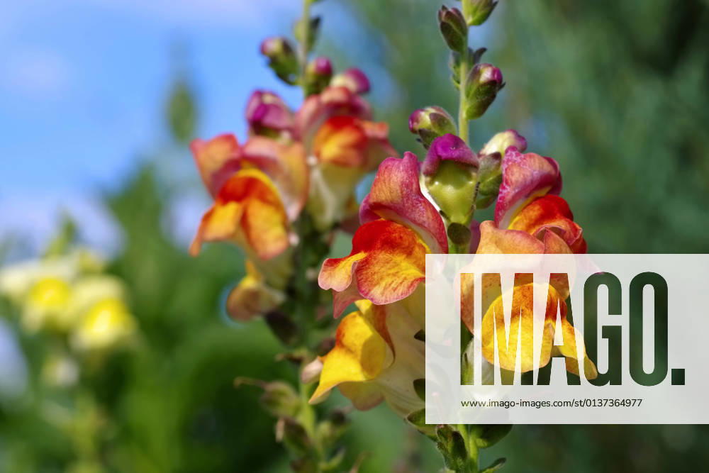 Löwenmaul,antirrhinum,braunwurzgewächse,große löwenmaul,löwenmäulchen,scrophulariaceae