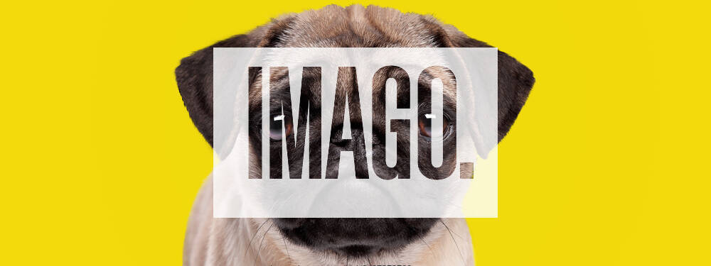 Hund,mops,hunde,carlin,carlino,doguillo,möpse,pug