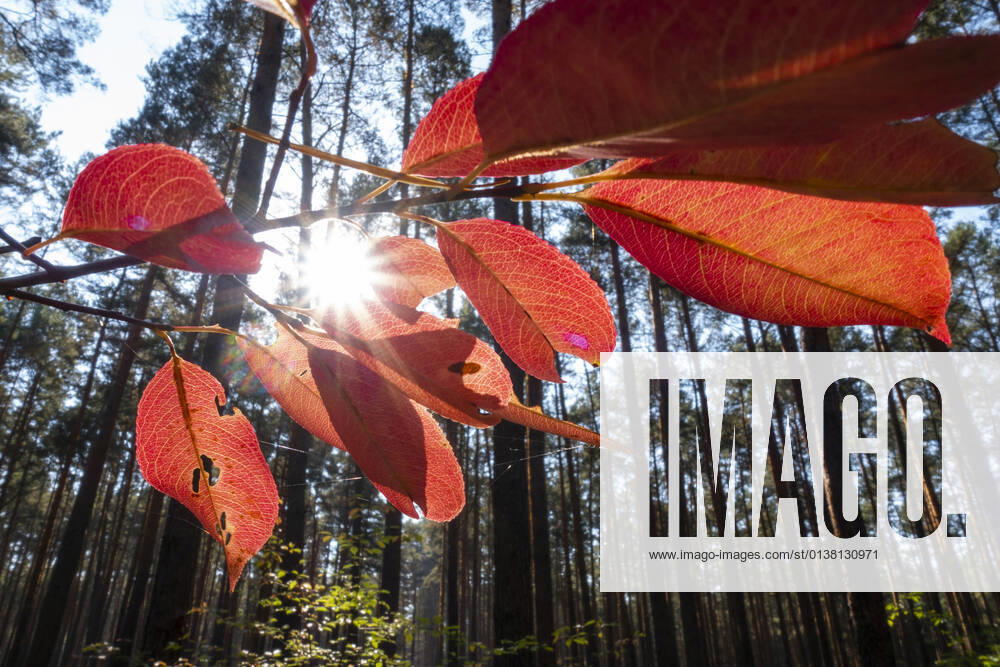 Herbstlich gefärbte Blätter an den Bäumen im Wald bei Senzig, Ortsteil von Königs Wusterhausen (Landkreis Dahme-Spreewald) Foto: Volker Hohlfeld Herbstfarben