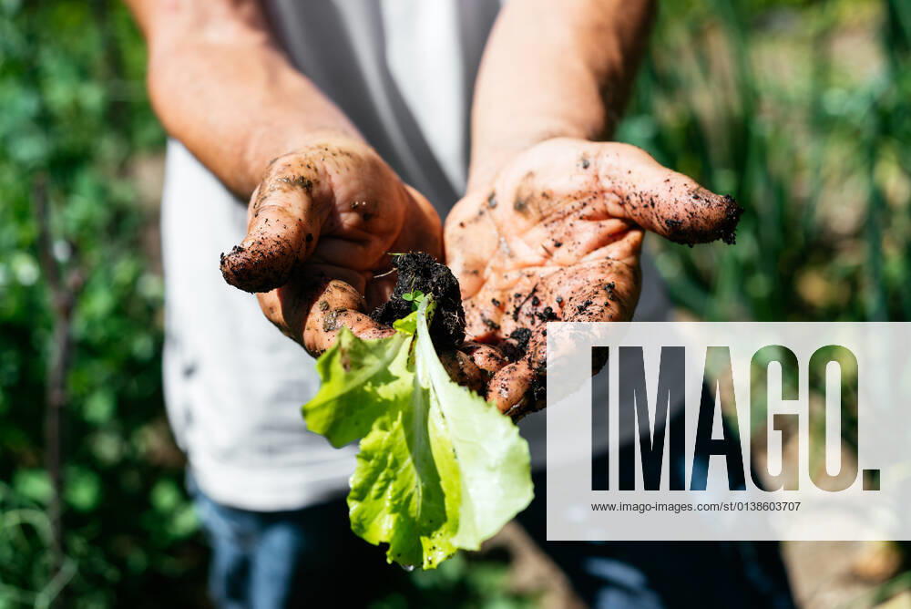 Crop Man Holding Fresh Seedling In A Garden Faro, Castilla y León, Spain CR_AIMA210928-842250-01 ,model released, Symbolfoto