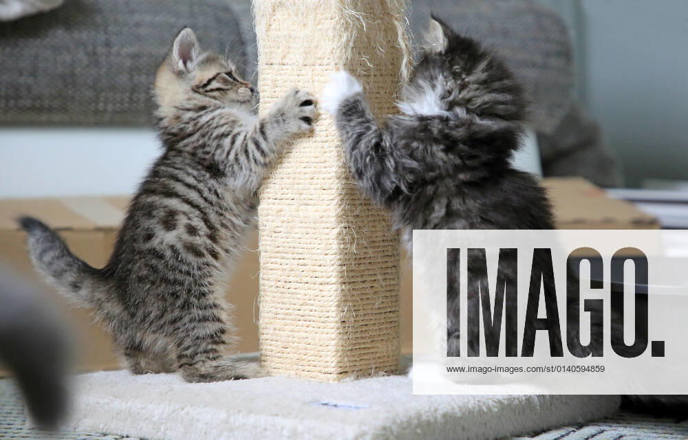 Bernau, Brandenburg, GER - Katzenbabies schaerfen ihre Krallen an einem Kratzbaum. (Bernau, Brandenburg, deutsch, Deutschland, domestiziert, Europa, europaeisch, Fauna, Felidae, Haltung, Hauskatzen, Haustiere, Haustierhaltung, Heimtiere, innen, Innenaufnahme, jung, Jungtiere, Katzen, Katzenbabies, Katzenbaby, Katzenkinder, Katzenrasse, Katzenverhalten, Krallen schaerfen, Kratzbaum, Langhaar, Langhaarkatzen, Nachwuchs, Natur, niemand, QF, Querformat, Rassekatzen, Sibirische Katzen, Sibirische Waldkatzen, Stubentiger, Tiere, Tierhaltung, Tierreich, Tierwelt, Verhalten, Verhaltensweise, Waldkatzen, Westeuropa) 210917D816KATZEN