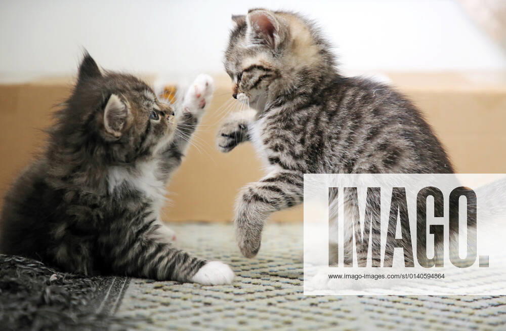 Bernau, Brandenburg, GER - Katzenbabies balgen miteinander. (balgen, Bernau, Brandenburg, deutsch, Deutschland, domestiziert, Europa, europaeisch, Fauna, Felidae, Haltung, Hauskatzen, Haustiere, Haustierhaltung, Heimtiere, innen, Innenaufnahme, jung, Jungtiere, kaempfen, Katzen, Katzenbabies, Katzenbaby, Katzenkinder, Katzenrasse, Katzenverhalten, Langhaar, Langhaarkatzen, Nachwuchs, Natur, niemand, QF, Querformat, Rangkampf, Rangordnung, Rassekatzen, Sibirische Katzen, Sibirische Waldkatzen, Stubentiger, tatzen, Tiere, Tierhaltung, Tierreich, Tierwelt, Verhalten, Verhaltensweise, Waldkatzen, Westeuropa) 210917D821KATZEN