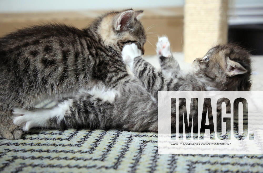 Bernau, Brandenburg, GER - Katzenbabies balgen miteinander. (auf dem Ruecken, balgen, Bernau, Brandenburg, deutsch, Deutschland, domestiziert, Europa, europaeisch, Fauna, Felidae, Haltung, Hauskatzen, Haustiere, Haustierhaltung, Heimtiere, innen, Innenaufnahme, jung, Jungtiere, kaempfen, Katzen, Katzenbabies, Katzenbaby, Katzenkinder, Katzenrasse, Katzenverhalten, Langhaar, Langhaarkatzen, liegen, liegend, liegt, Nachwuchs, Natur, niemand, QF, Querformat, Rangkampf, Rangordnung, Rassekatzen, Sibirische Katzen, Sibirische Waldkatzen, Stubentiger, tatzen, Tiere, Tierhaltung, Tierreich, Tierwelt, Verhalten, Verhaltensweise, Waldkatzen, Westeuropa) 210917D828KATZEN