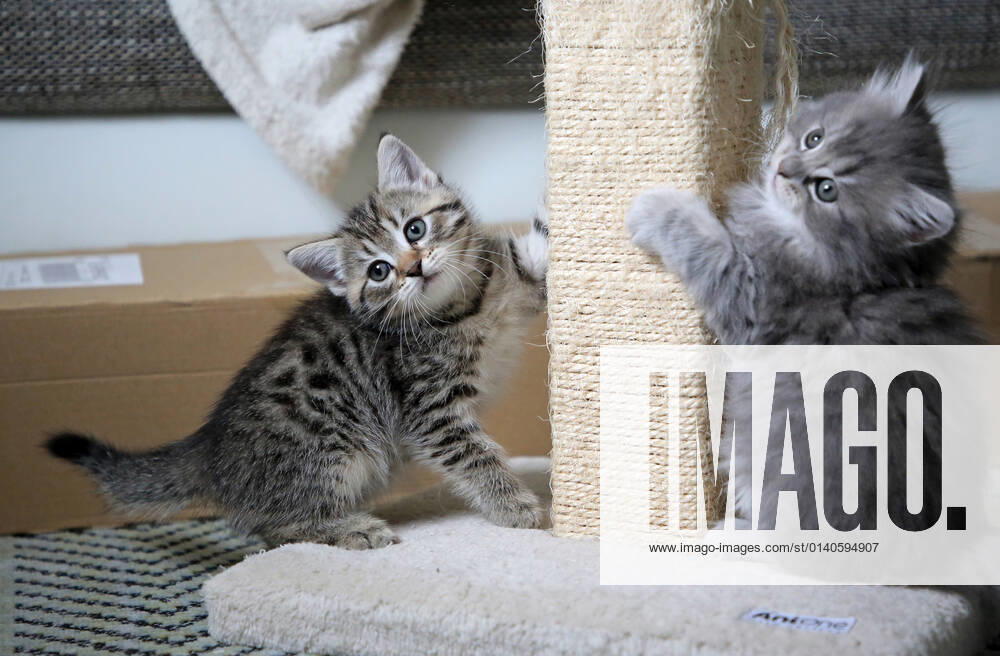 Bernau, Brandenburg, GER - Katzenbabies schaerfen ihre Krallen an einem Kratzbaum. (Bernau, Brandenburg, deutsch, Deutschland, domestiziert, Europa, europaeisch, Fauna, Felidae, Haltung, Hauskatzen, Haustiere, Haustierhaltung, Heimtiere, innen, Innenaufnahme, jung, Jungtiere, Katzen, Katzenbabies, Katzenbaby, Katzenkinder, Katzenrasse, Katzenverhalten, Krallen schaerfen, Kratzbaum, Langhaar, Langhaarkatzen, Nachwuchs, Natur, niemand, QF, Querformat, Rassekatzen, Sibirische Katzen, Sibirische Waldkatzen, Stubentiger, Tiere, Tierhaltung, Tierreich, Tierwelt, Verhalten, Verhaltensweise, Waldkatzen, Westeuropa) 210917D855KATZEN