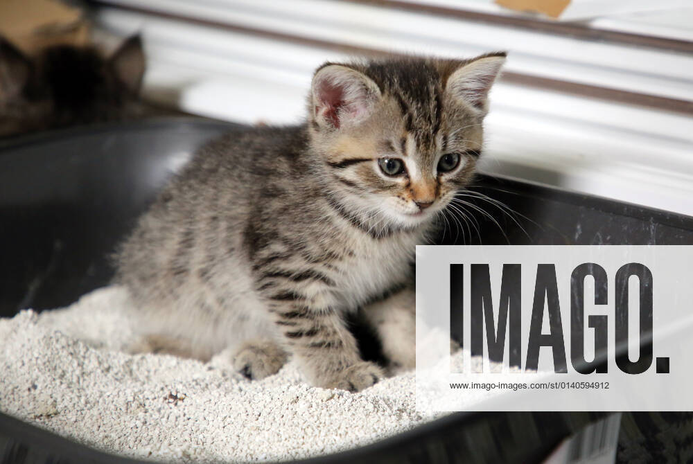 Bernau, Brandenburg, GER - Katzenbaby sitzt im Katzenklo. (Bernau, Brandenburg, deutsch, Deutschland, domestiziert, Europa, europaeisch, Fauna, Felidae, Haltung, Hauskatze, Haustier, Haustierhaltung, Heimtier, innen, Innenaufnahme, jung, Jungtier, Katze, Katzenbaby, Katzenkind, Katzenklo, Katzenrasse, Katzenstreu, Katzenverhalten, koten, loesen, Nachwuchs, Natur, niemand, Notdurft, QF, Querformat, Rassekatze, reinlich, Reinlichkeit, Sibirische Katze, Sibirische Waldkatze, sitzen, sitzt, Stubentiger, Tier, Tierhaltung, Tierreich, Tierwelt, urinieren, Verhalten, Verhaltensweise, Waldkatze, Westeuropa) 210917D873KATZEN