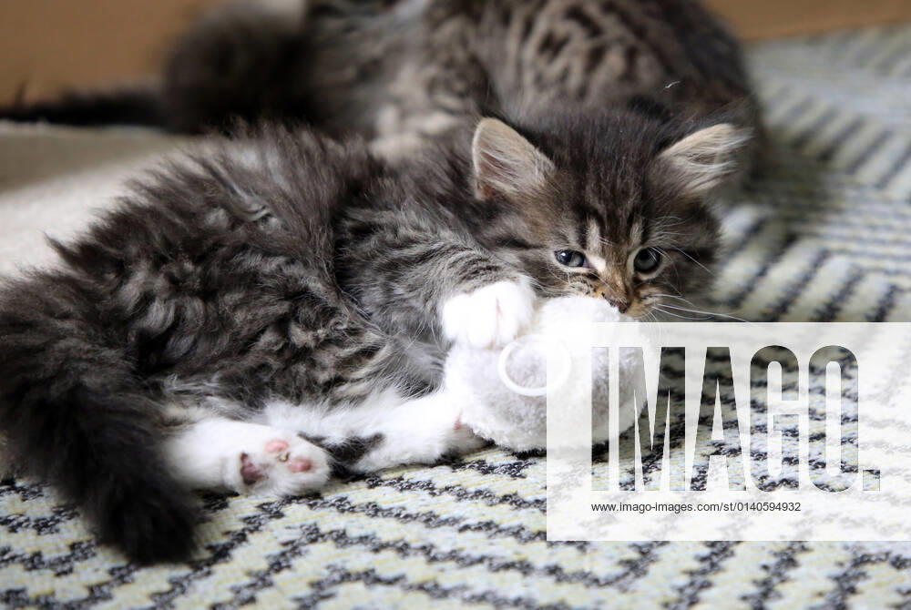 Bernau, Brandenburg, GER - Katzenbaby spielt mit einer Stoffmaus. (Bernau, Brandenburg, deutsch, Deutschland, domestiziert, Europa, europaeisch, Fauna, Felidae, Haltung, Hauskatze, Haustier, Haustierhaltung, Heimtier, innen, Innenaufnahme, Jagdtrieb, Jagdverhalten, Jungtier, Katze, Katzenbaby, Katzenkind, Katzenrasse, Katzenspiel, Katzenverhalten, Langhaar, Langhaarkatze, Maus, Nachwuchs, Natur, niemand, QF, Querformat, Rassekatze, Sibirische Katze, Sibirische Waldkatze, spielen, spielt, Stoffmaus, Stubentiger, Tier, Tierhaltung, Tierreich, Tierwelt, Verhalten, Verhaltensweise, verspielt, Waldkatze, Westeuropa) 210917D890KATZEN
