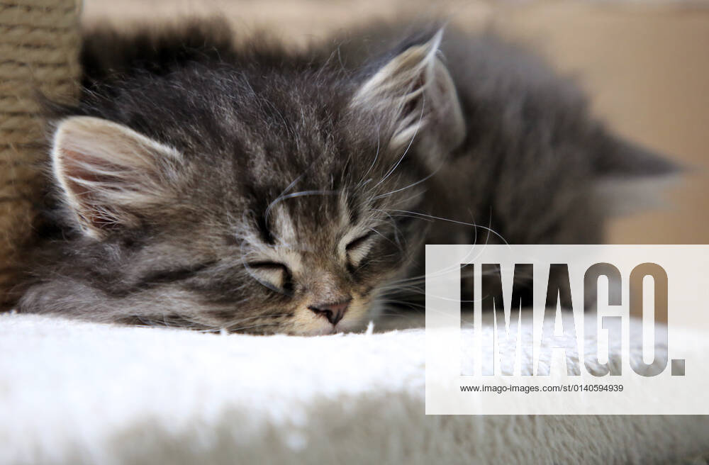 Bernau, Brandenburg, GER - Katzenbabies schlafen. (Bernau, Brandenburg, deutsch, Deutschland, domestiziert, erschoepft, Erschoepfung, Europa, europaeisch, Fauna, Felidae, Haltung, Hauskatzen, Haustiere, Haustierhaltung, Heimtiere, innen, Innenaufnahme, Jungtiere, Katzen, Katzenbabies, Katzenbaby, Katzenkinder, Katzenrasse, Langhaar, Langhaarkatzen, liegen, liegend, muede, Muedigkeit, Nachwuchs, Natur, niemand, QF, Querformat, Rassekatzen, ruhen, ruhend, ruht, schlaeft, schlafen, Sibirische Katzen, Sibirische Waldkatzen, Stubentiger, Tiere, Tierhaltung, Tierreich, Tierwelt, Waldkatzen, Westeuropa) 210917D903KATZEN