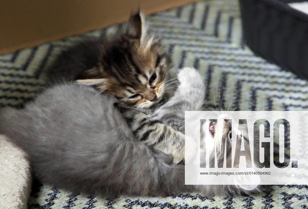 Bernau, Brandenburg, GER - Katzenbabies balgen miteinander. (balgen, beissen, Bernau, Brandenburg, deutsch, Deutschland, domestiziert, Europa, europaeisch, Fauna, Felidae, Haltung, Hauskatzen, Haustiere, Haustierhaltung, Heimtiere, innen, Innenaufnahme, jung, Jungtiere, kaempfen, Katzen, Katzenbabies, Katzenbaby, Katzenkinder, Katzenrasse, Katzenverhalten, Langhaar, Langhaarkatzen, Nachwuchs, Natur, niemand, QF, Querformat, Rangkampf, Rangordnung, Rassekatzen, Sibirische Katzen, Sibirische Waldkatzen, Stubentiger, tatzen, Tiere, Tierhaltung, Tierreich, Tierwelt, Verhalten, Verhaltensweise, Waldkatzen, Westeuropa) 210917D958KATZEN