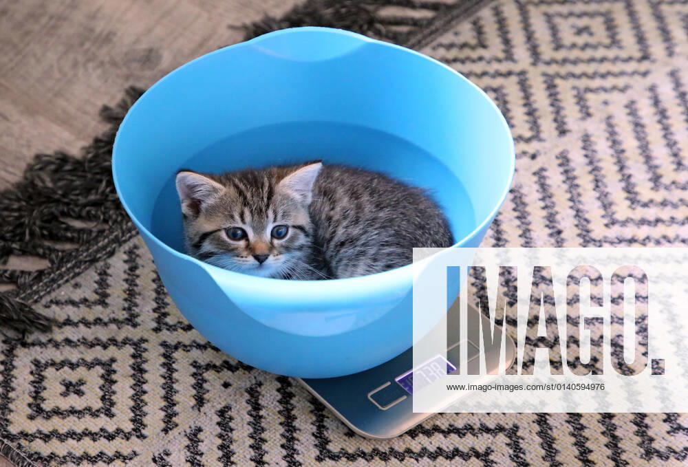 Bernau, Brandenburg, GER - Katzenbaby sitzt in einer Schuessel und wird gewogen. (Bernau, Brandenburg, deutsch, Deutschland, domestiziert, Europa, europaeisch, Fauna, Felidae, Gewicht, Gewichtskontrolle, Haltung, Hauskatze, Haustier, Haustierhaltung, Heimtier, innen, Innenaufnahme, jung, Jungtier, Katze, Katzenbaby, Katzenkind, Katzenrasse, Kurzhaar, Kurzhaarkatze, Nachwuchs, Natur, niemand, QF, Querformat, Rassekatze, Schuessel, Sibirische Katze, Sibirische Waldkatze, Stubentiger, Tier, Tierhaltung, Tierreich, Tierwelt, Waage, Waldkatze, Westeuropa, wiegen) 210917D998KATZEN