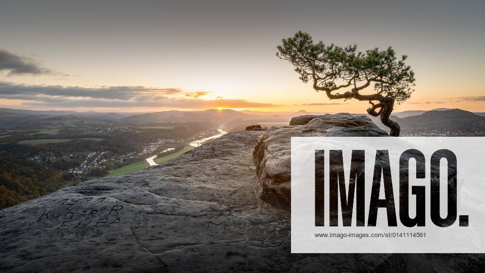 DIe Wetterkiefer auf dem Lilienstein in der Sächsischen Schweiz zum Sonnenaufgang