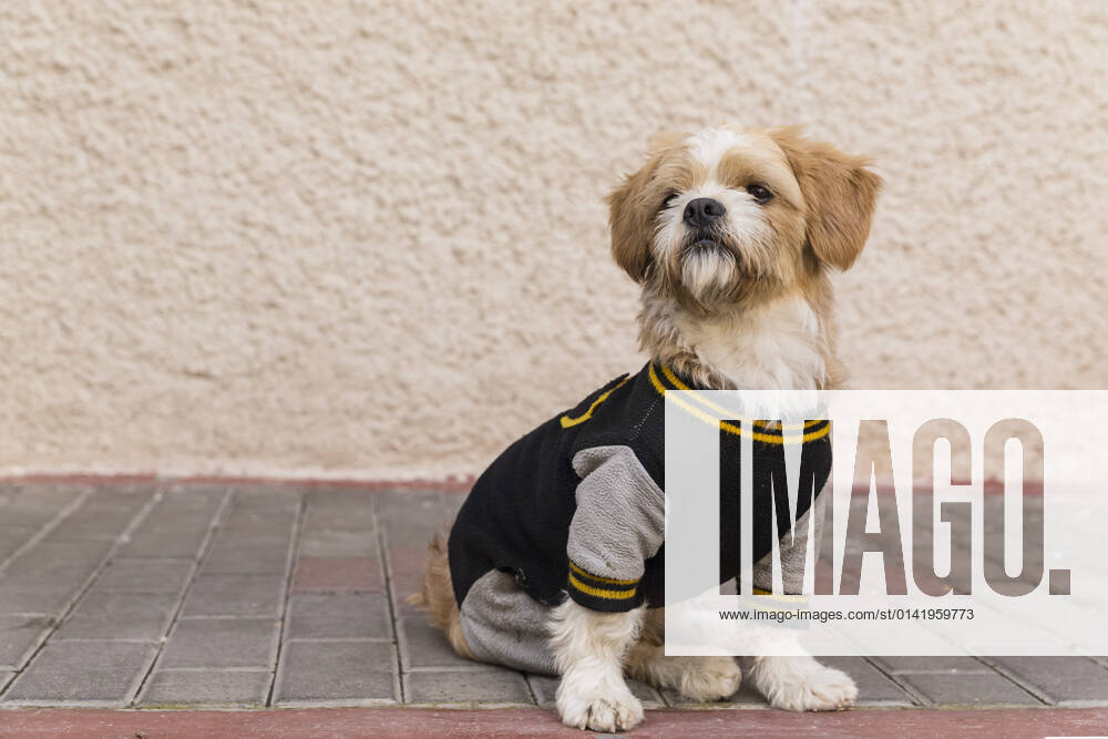 Small dog wearing jacket, FO08775