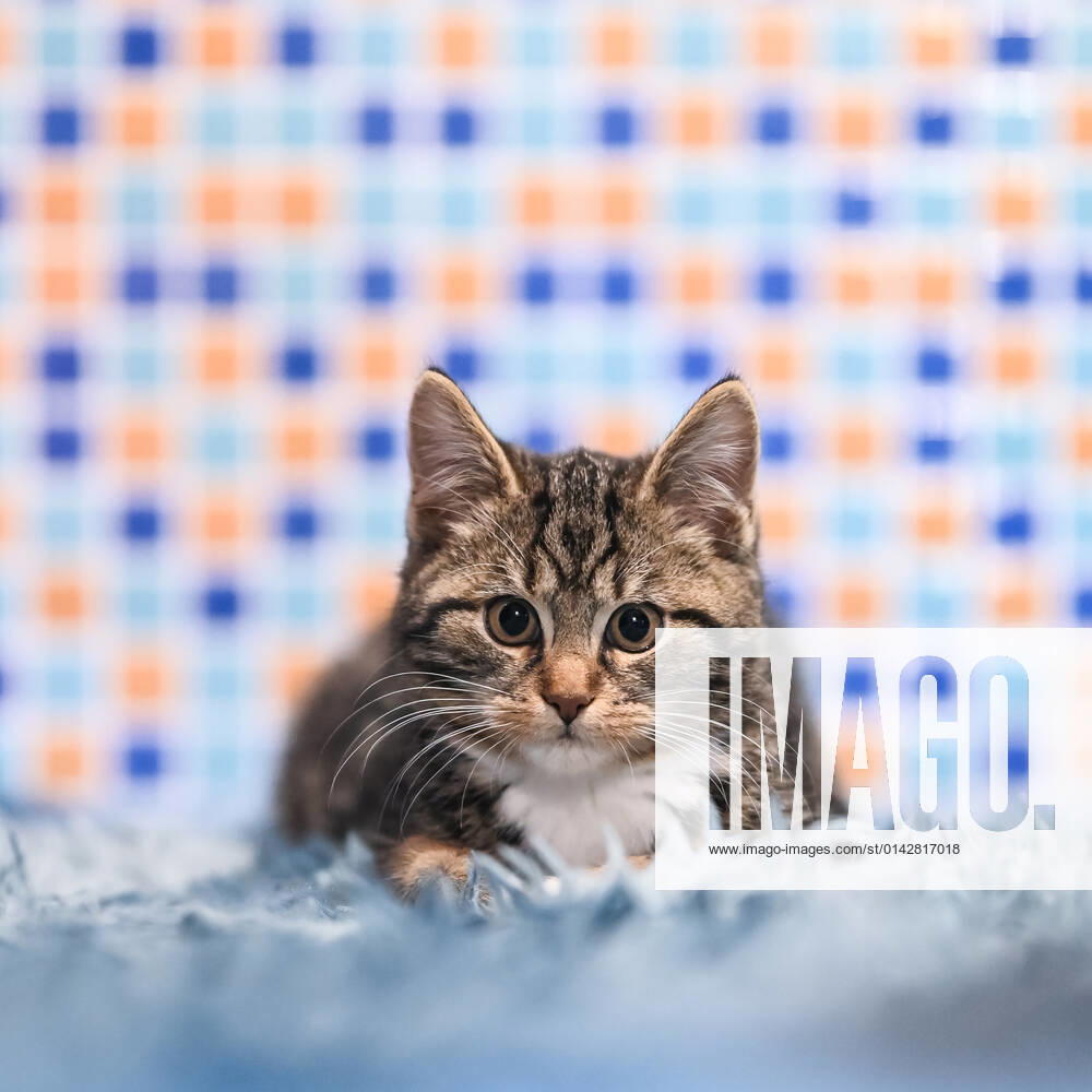 Hauskatze Ein junger Kater liegt in einer Wohnung auf einem Teppich. Villingen-Schwenningen Baden-Württemberg Deutschland