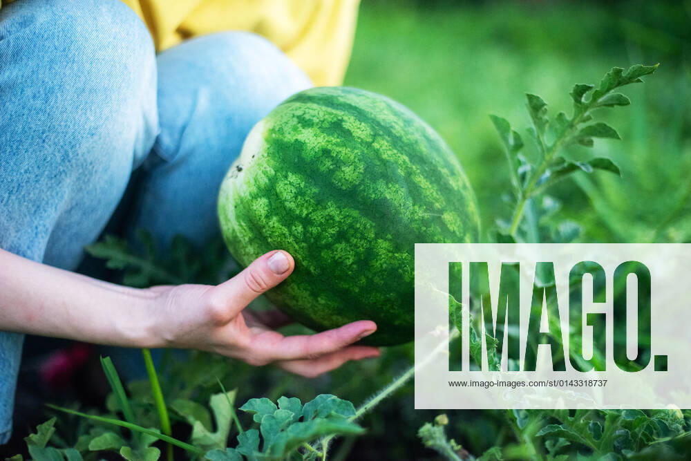 Woman harvests watermelon from her garden Texas City, Texas, United States CR_INCH211123-870538-01 ,model released, Symbolfoto