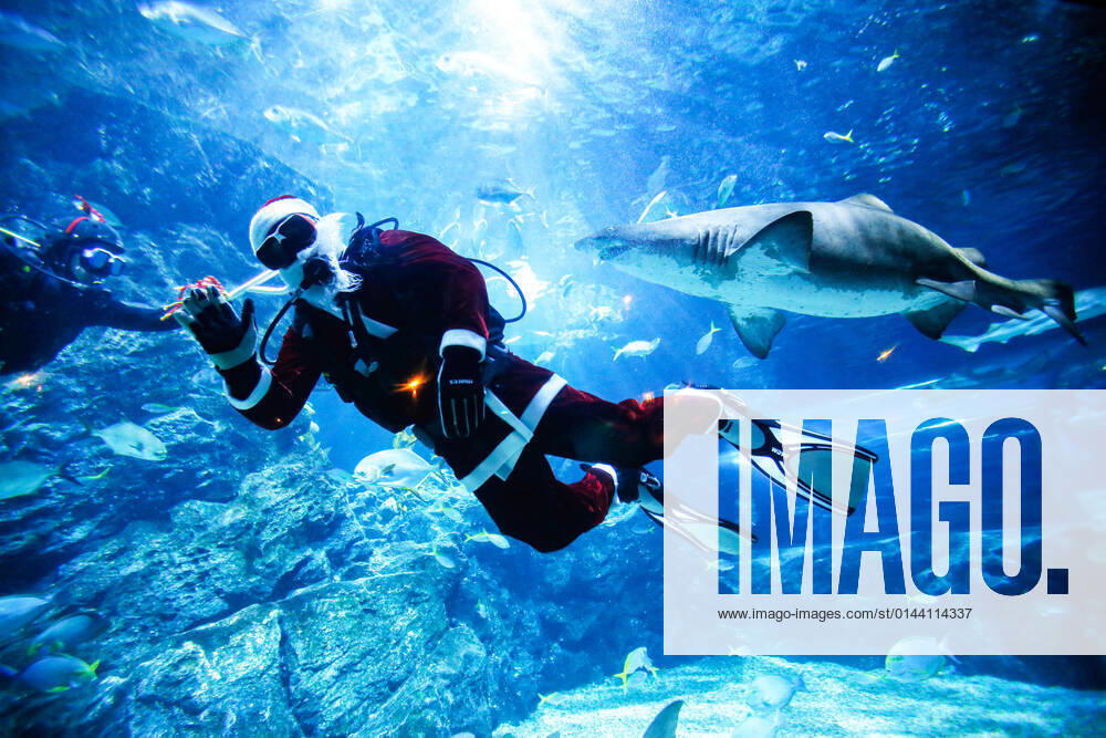 Weihnachtsmann im Sea Life Bangkok December 8, 2021, Bangkok, Thailand: A diver dressed in Santa Claus outfit swims next to a shark at the SEA LIFE aquarium during the Christmas season. Bangkok Thailand - ZUMAs197 20211208_zaa_s197_005