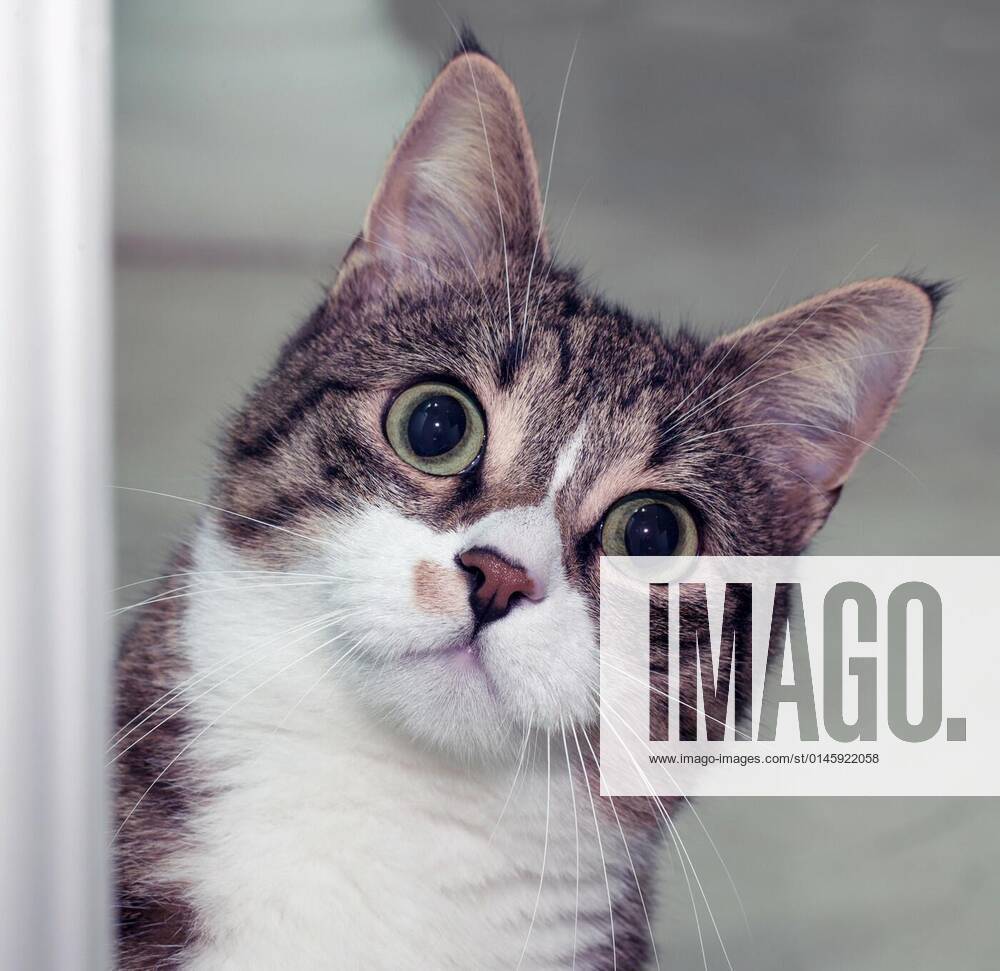 Surprised cat, 28.10.2020,