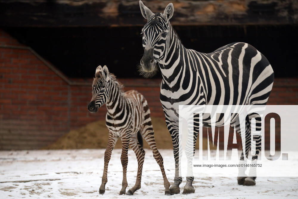 A 5 day old Maneless zebra, a species highly endangered in the wild, makes its debut at Liberec Zoo in the Czech Republic. The female zebra was born on December 19, 2021. Liberec Czech Republic - ZUMAr156 20211223_zap_r156_001