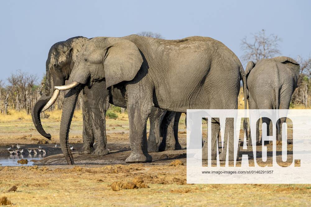 Afrikanischer Buschelefant (Loxodonta africana), Gruppe an Wasserloch, Savuti, Chobe National Park, Botswana, Afrika
