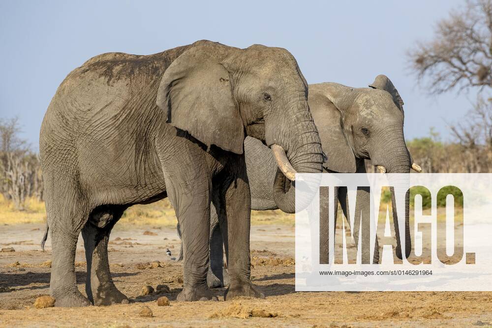Afrikanischer Buschelefant (Loxodonta africana), Gruppe, Savuti, Chobe National Park, Botswana, Afrika