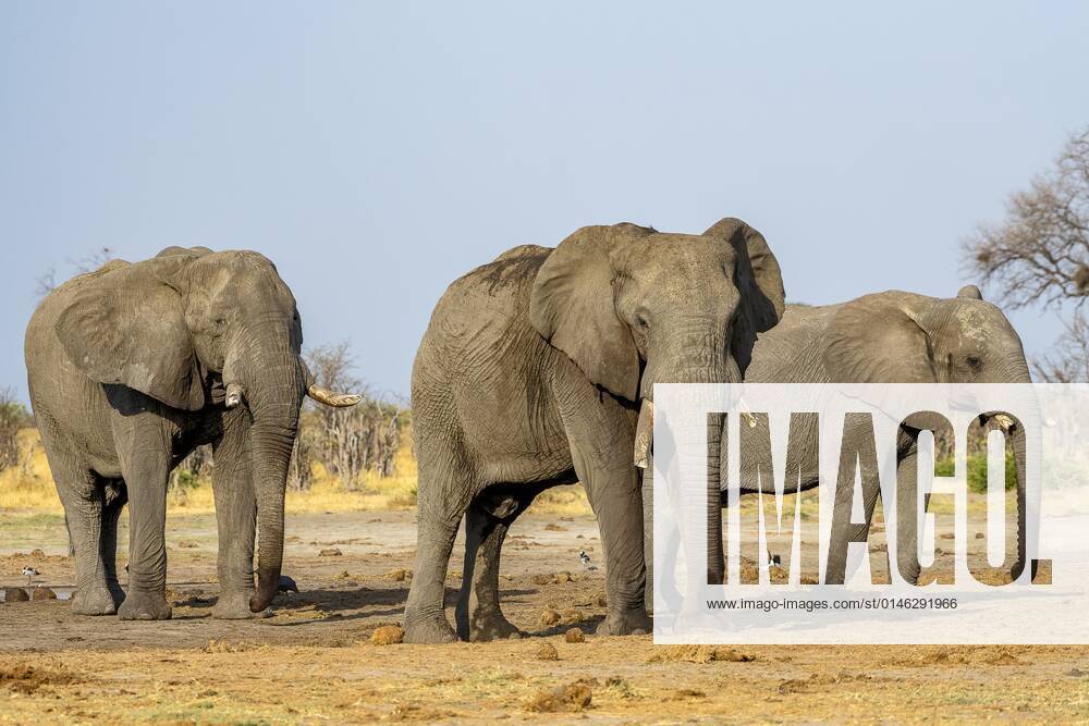Afrikanischer Buschelefant (Loxodonta africana), Gruppe, Savuti, Chobe National Park, Botswana, Afrika