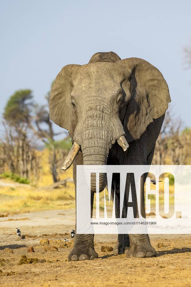 Afrikanischer Buschelefant (Loxodonta africana), frontal, Savuti, Chobe National Park, Botswana, Afrika