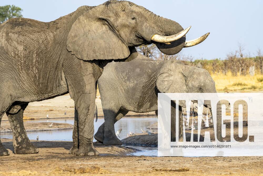 Afrikanischer Buschelefant (Loxodonta africana), Gruppe, Savuti, Chobe National Park, Botswana, Afrika