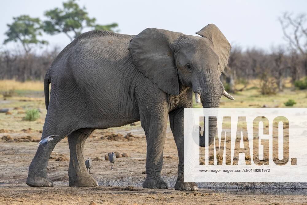 Afrikanischer Buschelefant (Loxodonta africana), Jungtier, Savuti, Chobe National Park, Botswana, Afrika