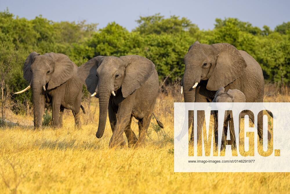Afrikanischer Buschelefant (Loxodonta africana), Gruppe mit Jungtier, Savuti, Chobe National Park, Botswana, Afrika