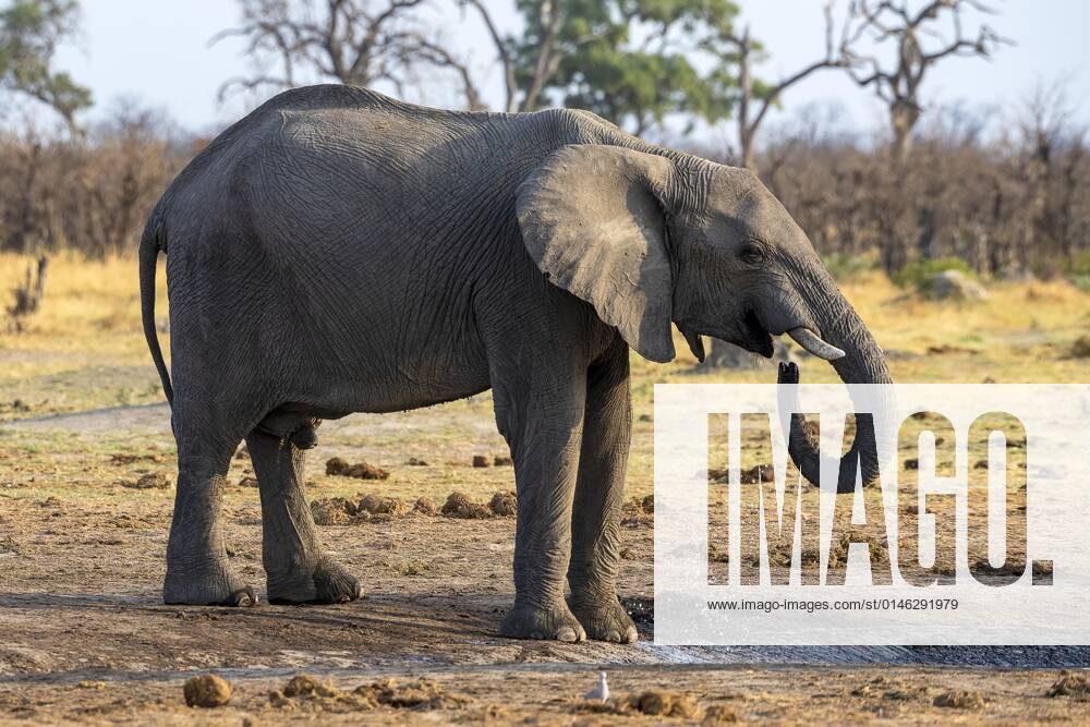Afrikanischer Buschelefant (Loxodonta africana), junger Bulle, Savuti, Chobe National Park, Botswana, Afrika