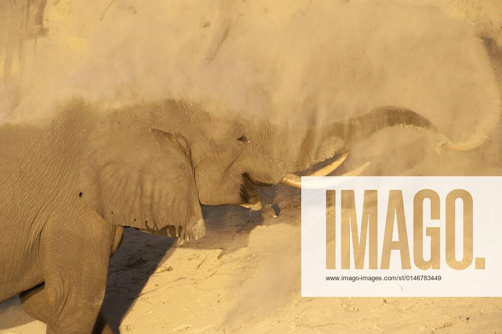 Afrikanischer Buschelefant (Loxodonta africana africana) erwachsen, Nahaufnahme des Kopfes, Staubbaden, Chobe River, Chobe N. P. Botswana, Juni