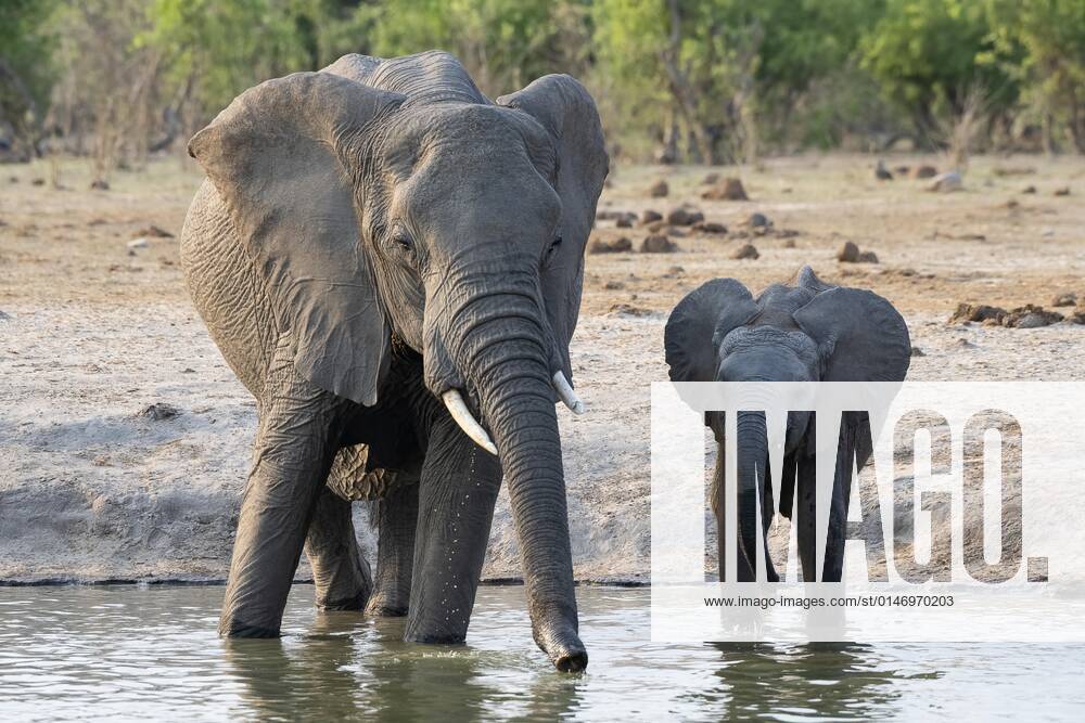 Afrikanischer Buschelefant (Loxodonta africana), Kuh und Kalb an der Wasserstelle, Savuti, Chobe National Park, Botswana, Afrika