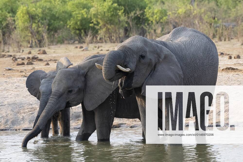 Afrikanischer Buschelefant (Loxodonta africana), Gruppe an der Wasserstelle, Savuti, Chobe National Park, Botswana, Afrika