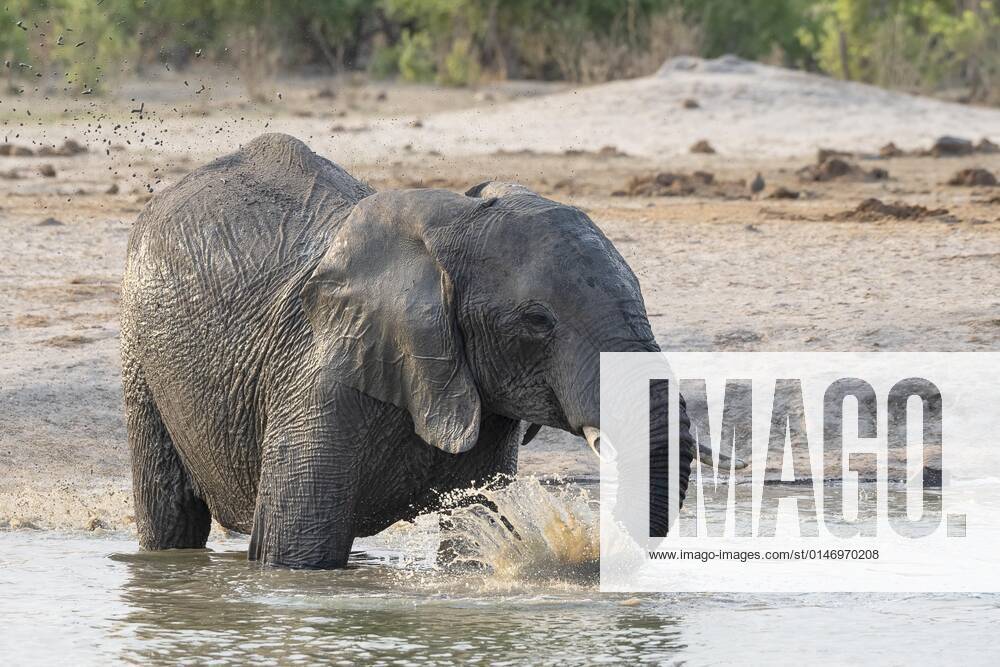 Afrikanischer Buschelefant (Loxodonta africana), Plantschen an der Wasserstelle, Savuti, Chobe National Park, Botswana, Afrika