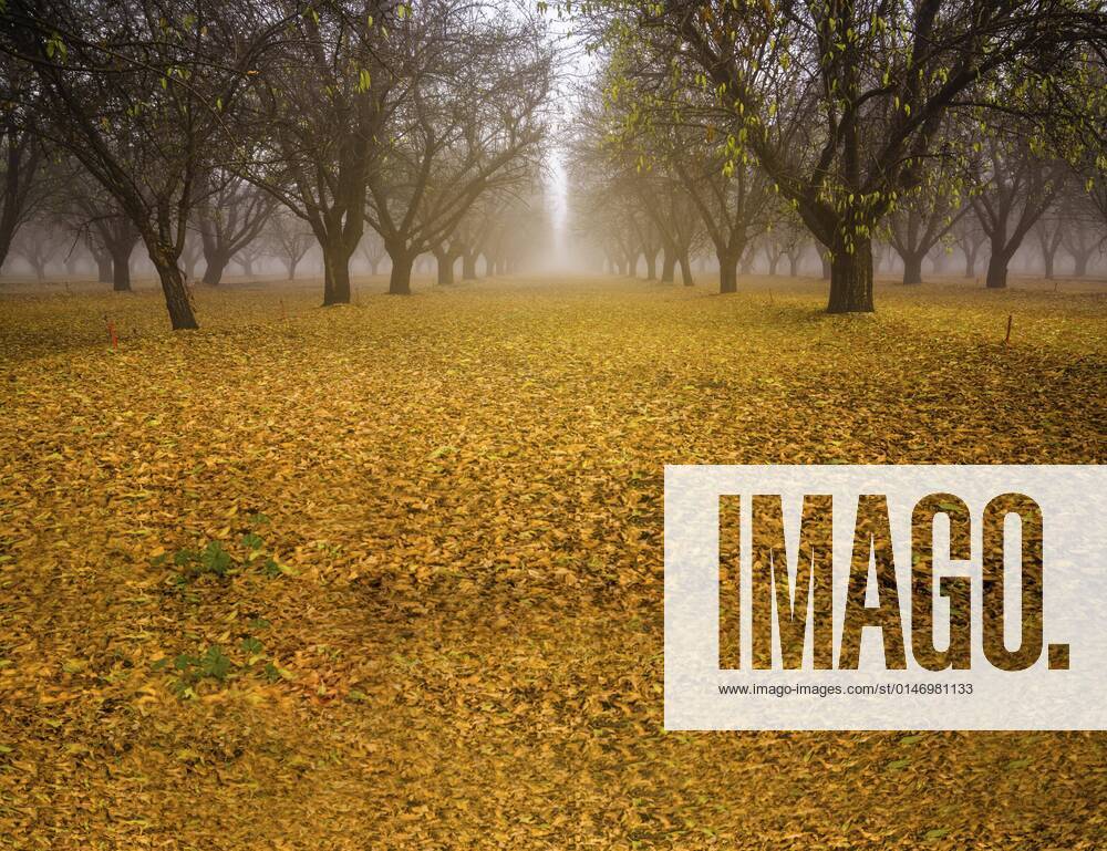 IMAGO Creative: Ende des Sommers Wald im Herbst mit schönen gelben Blättern auf dem Boden, Herbstwaldlandschaft