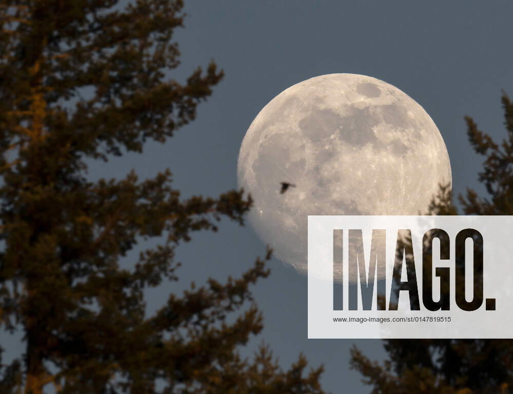 The nearly full moon rises behind a screen of Douglas fir trees on a hillside near Elkton in rural western Oregon. The full moon in January will be on Monday evening, Jan. 17. The January full moon is often called the Wolf Moon, according to the Old Farmer s Almanac. Elkton USA - ZUMAl31_ 20220115_zaf_l31_001
