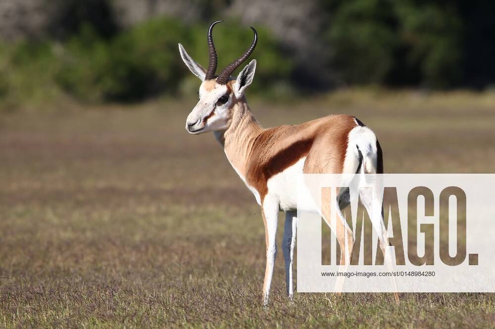 Male springbok antelope standing on the open grassland