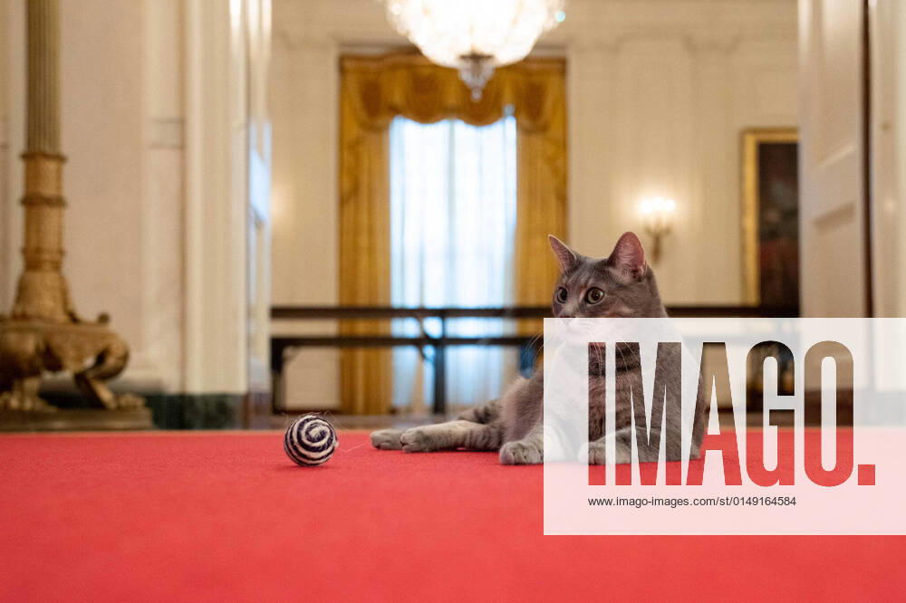 Bilder des Jahres 2022, Entertainment 01 Januar Entertainment Themen der Woche KW04 January 28, 2022, Washington, District of Columbia, USA: Willow, the Biden family s new pet cat, is seen as she wanders through the halls of the . The Biden family has added Willow, a 2-year-old, green-eyed, gray and white feline from Pennsylvania, to their pet family. Washington USA - ZUMA 20220128_new_z03_031