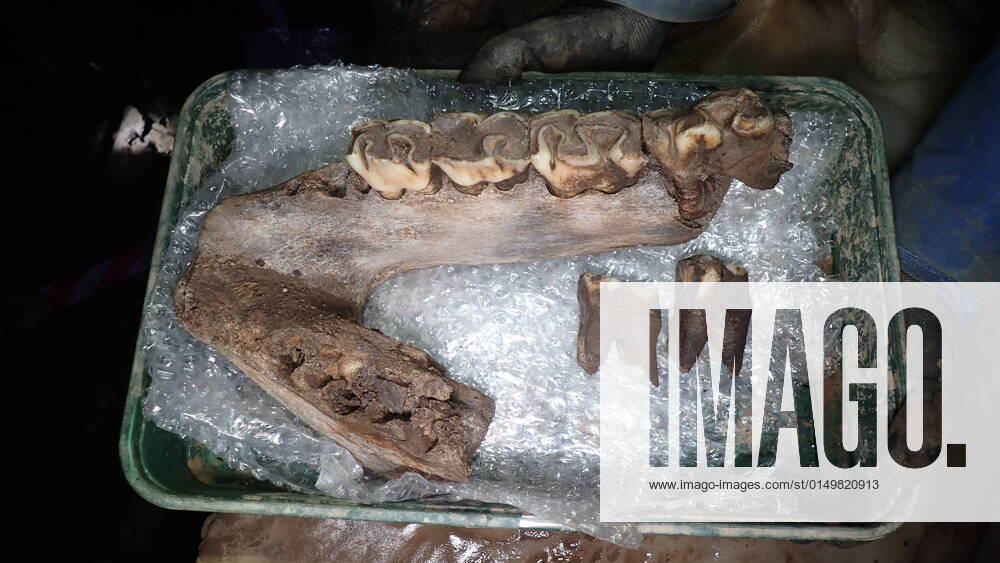 VIDEO AVAILABLE: The remains of a woolly mammoth have been found in a cave in Devon. The bones, which were also found alongside those of a woolly rhinoceros, wolf, and a hyena, are thought to date back to the last Ice Age - about 30,000 to 60,000 years ago. Archaeologists found the remains during the building of a new town development near Plymouth. Lead archaeologist Rob Bourn from Orion Heritage claimed the finds were of national significance . The developers of Sherford new town have pursued archaeological work at the site since 2015 to unearth any finds of interest. The Sherford Consortium, who are in charge of the project, have said the underground area where the remains were found would be conserved