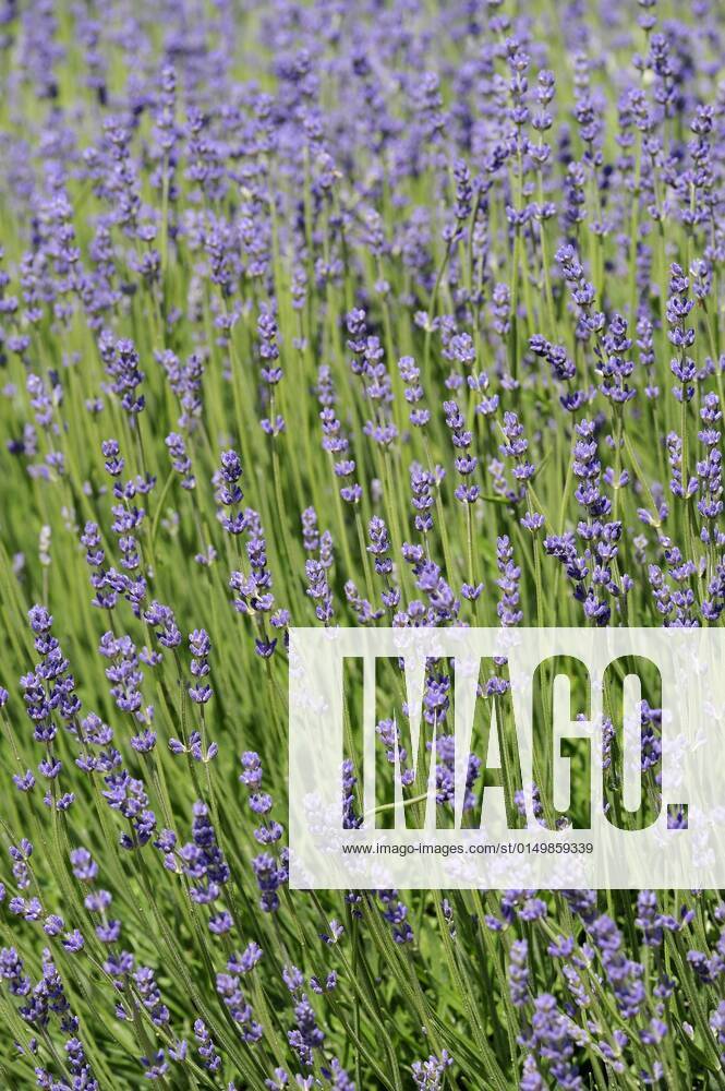 Lavendel, Schmalblaettriger Lavendel, Echter Lavendel (Lavandula angustifolia, Lavandula officinalis), bluehend English lavender (Lavandula angustifolia, Lavandula officinalis), blooming BLWS661605