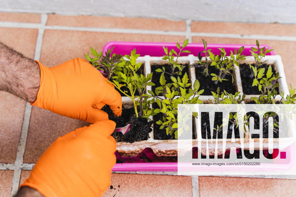 From above of crop anonymous farmer in gloves taking out green seedling from container with spoon while preparing for planting in garden AlvaroMontero_Gardener_4.jpg