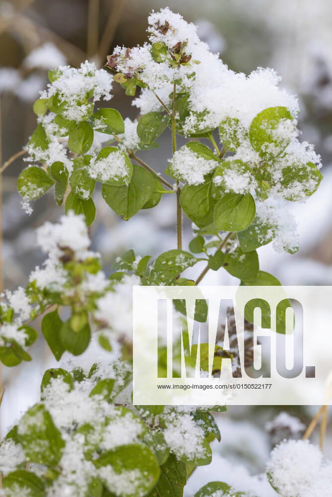 Gemeiner Dost, Scharfer Oreganum, Wilder Majoran, Oregano, Echter Dost, Wilder Dost (Origanum vulgare), mit Schnee bedeckt, Deutschland wild origanum, wild marjoram (Origanum vulgare), covered with snow, Germany BLWS662061