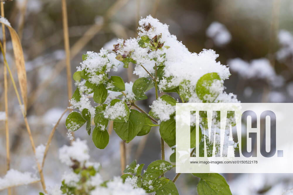 Gemeiner Dost, Scharfer Oreganum, Wilder Majoran, Oregano, Echter Dost, Wilder Dost (Origanum vulgare), mit Schnee bedeckt, Deutschland wild origanum, wild marjoram (Origanum vulgare), covered with snow, Germany BLWS662062