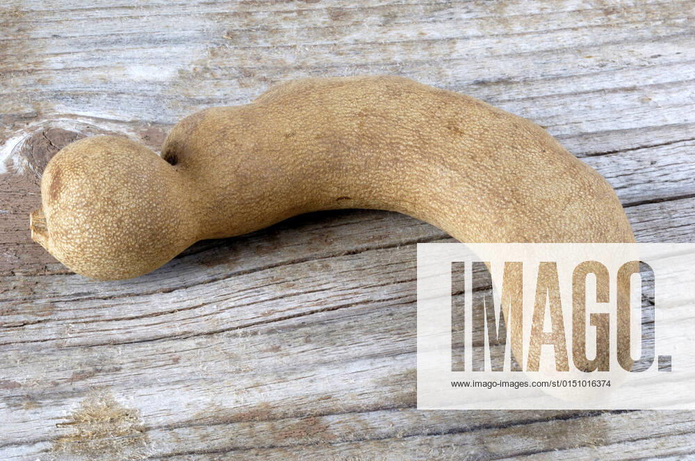 Tamarinde, Indische Dattel, Sauerdattel (Tamarindus indica), Fruchthuelse Tamarind (Tamarindus indica), fruit BLWS662581