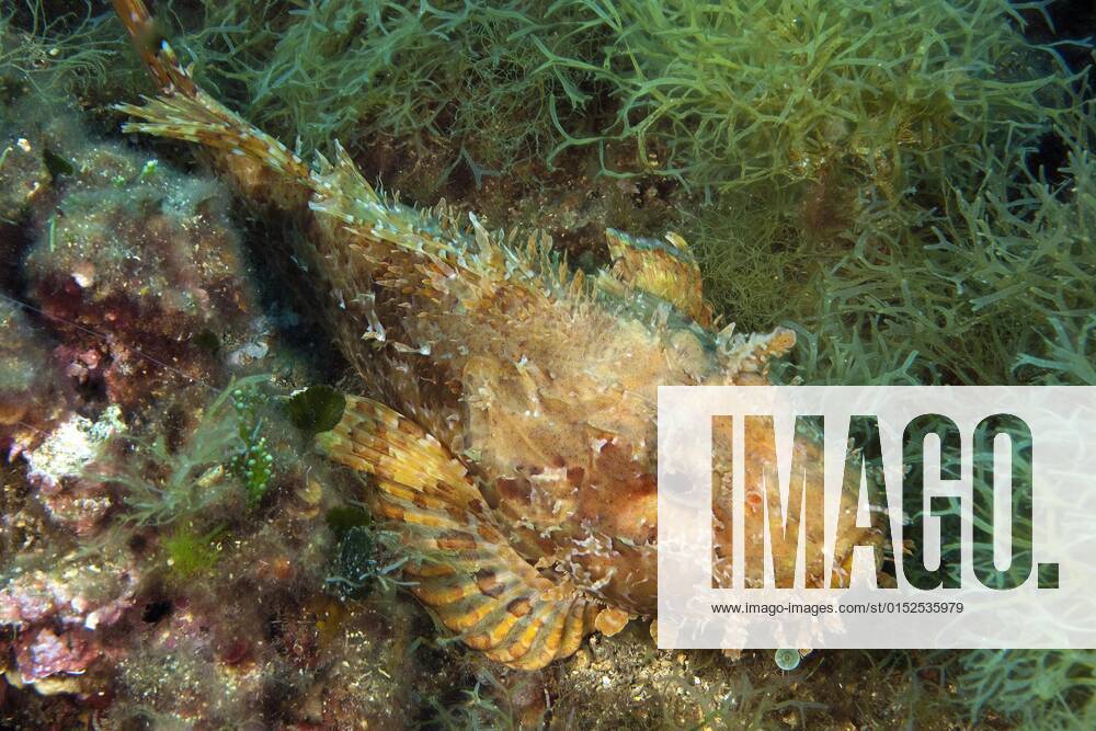 Großer roter Drachenkopf (Scorpaena scrofa), Meersau, Elba, Toskana, Europa, Mittelmeer, Italien, Europa