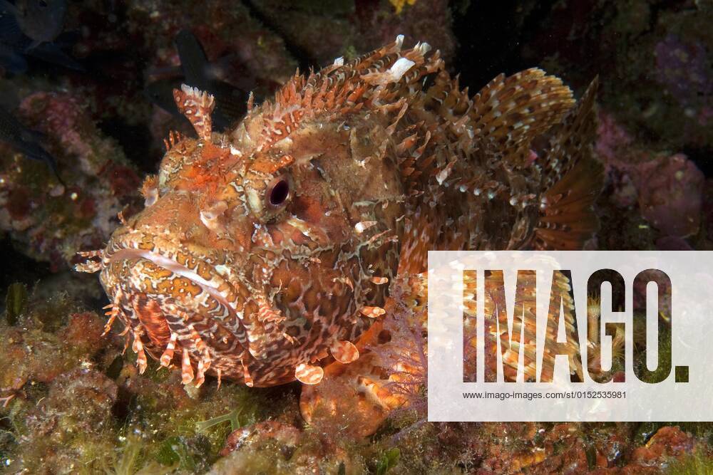 Großer roter Drachenkopf (Scorpaena scrofa), Meersau, Elba, Toskana, Europa, Mittelmeer, Italien, Europa